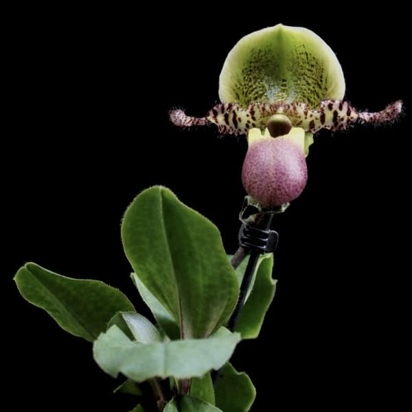 Paphiopedilum pinocchio